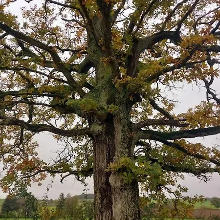 - L'endoxyle Chalet *