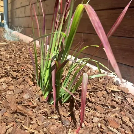 - L'endoxyle בקתה