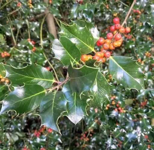 - L'endoxyle Domek alpejski *