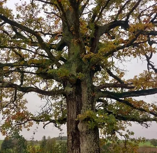 - L'endoxyle Domek alpejski *