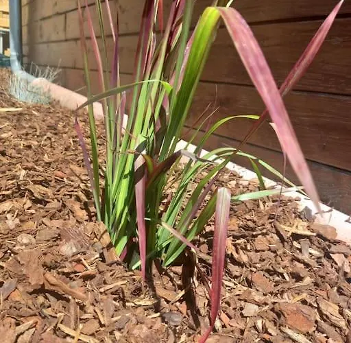 - L'endoxyle Domek alpejski