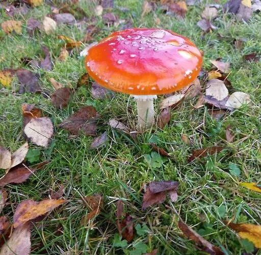 Domek alpejski - L'endoxyle